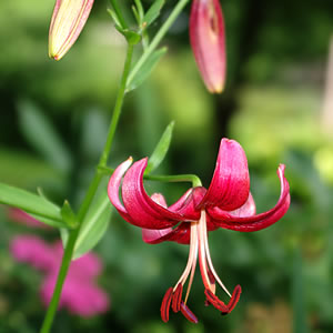 Lilium Eurydice